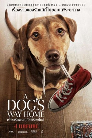 เพื่อนรักผจญภัยสี่ร้อยไมล์ (2019) A Dog's Way Home